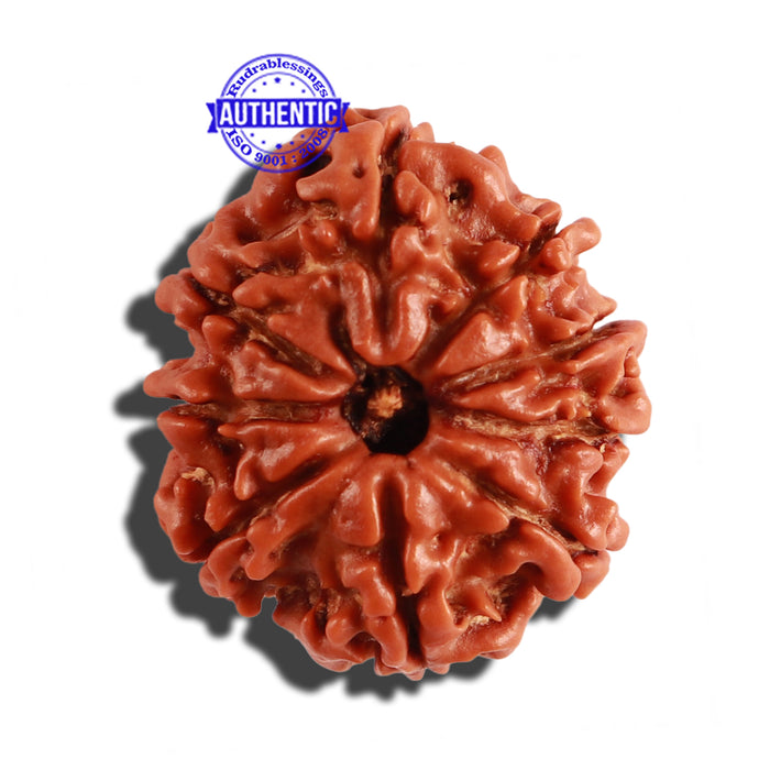 9 Mukhi Nepalese Rudraksha - Bead No. 261