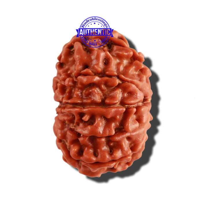 9 Mukhi Nepalese Rudraksha - Bead No. 261