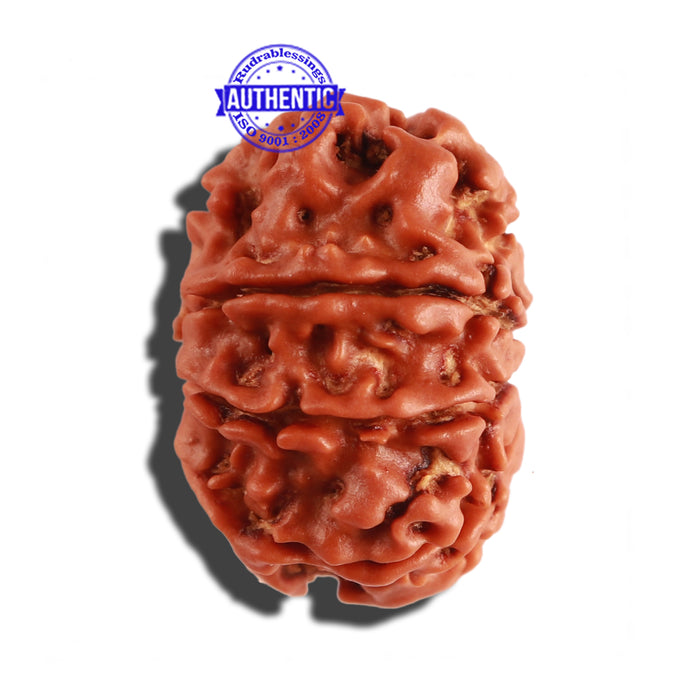 9 Mukhi Nepalese Rudraksha - Bead No. 261