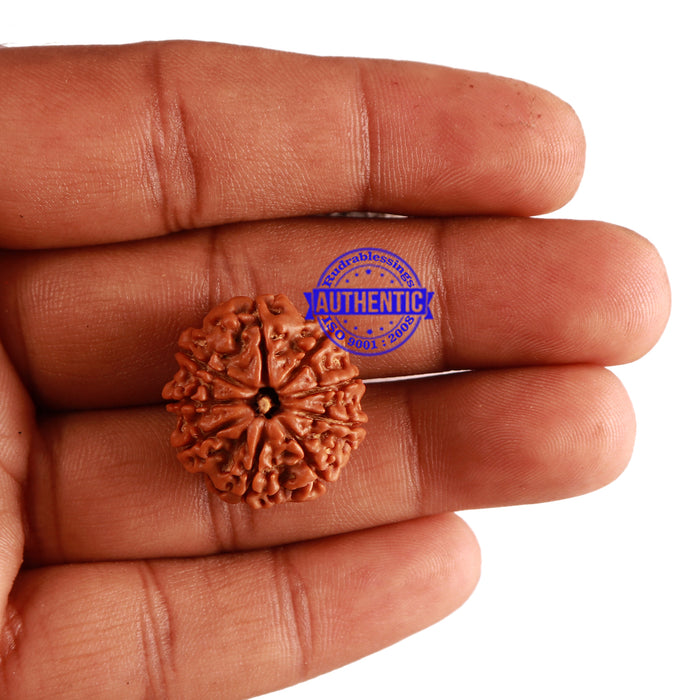9 Mukhi Nepalese Rudraksha - Bead No. 262
