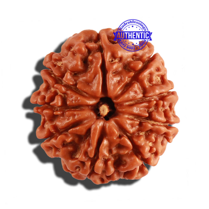 9 Mukhi Nepalese Rudraksha - Bead No. 262