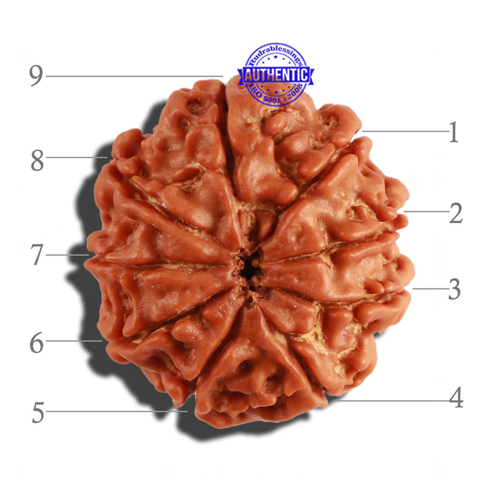 9 Mukhi Nepalese Rudraksha - Bead No. 262