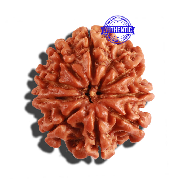 9 Mukhi Nepalese Rudraksha - Bead No. 263