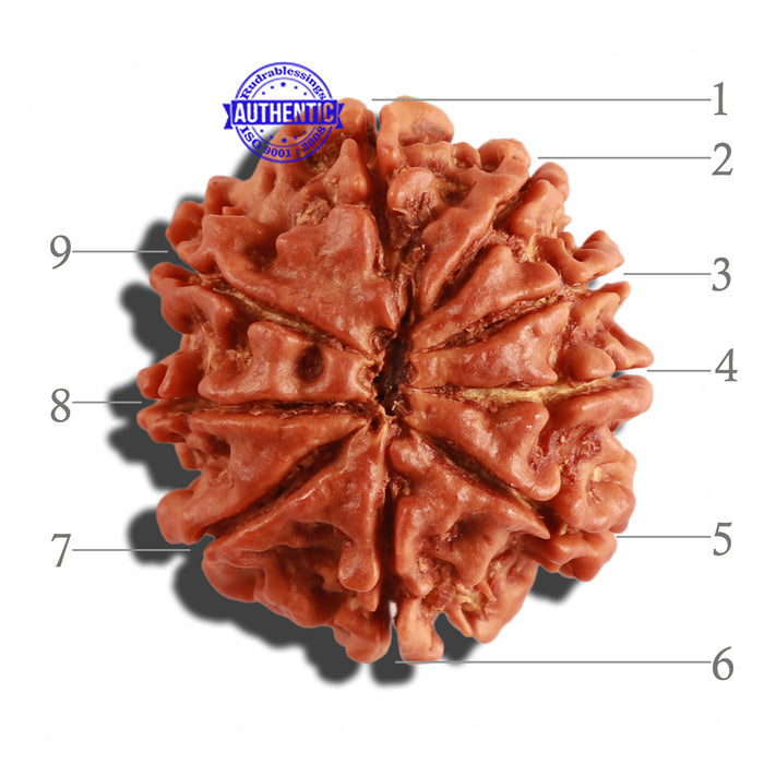 9 Mukhi Nepalese Rudraksha - Bead No. 263