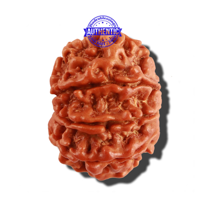 9 Mukhi Nepalese Rudraksha - Bead No. 263