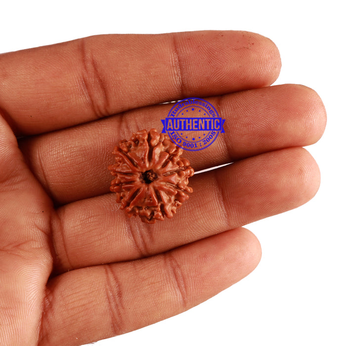 9 Mukhi Nepalese Rudraksha - Bead No. 264