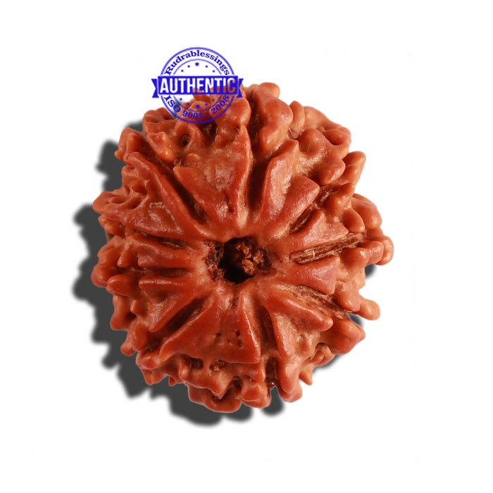 9 Mukhi Nepalese Rudraksha - Bead No. 264