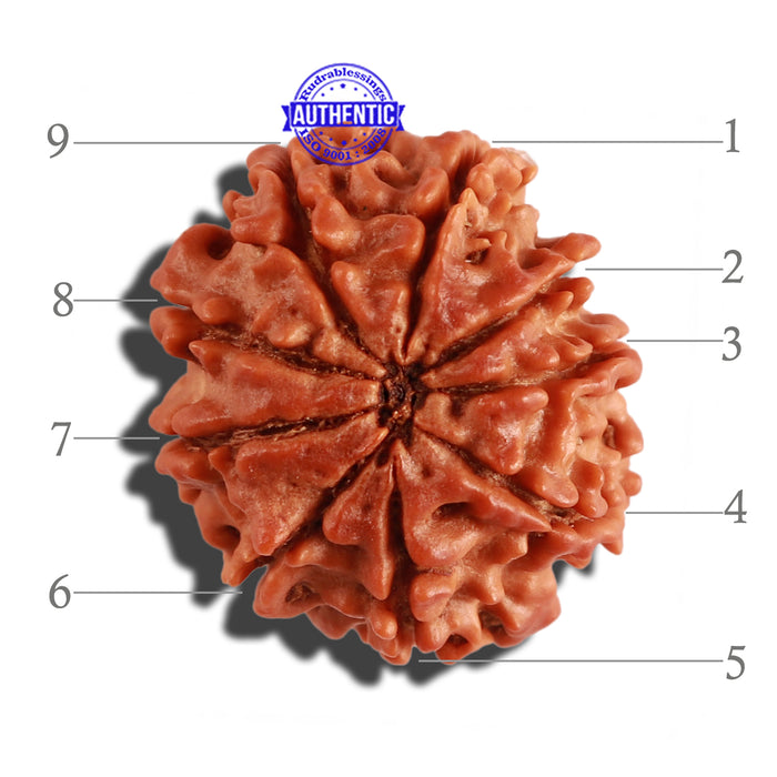 9 Mukhi Nepalese Rudraksha - Bead No. 264