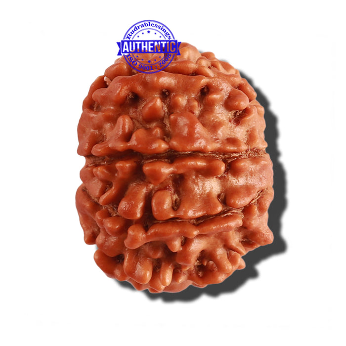9 Mukhi Nepalese Rudraksha - Bead No. 264