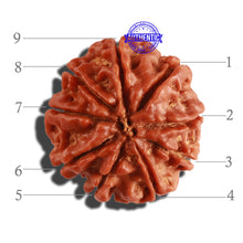 Load image into Gallery viewer, 9 Mukhi Nepalese Rudraksha - Bead No. 265
