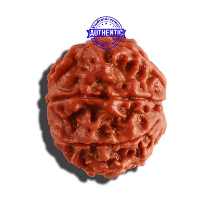 9 Mukhi Nepalese Rudraksha - Bead No. 265