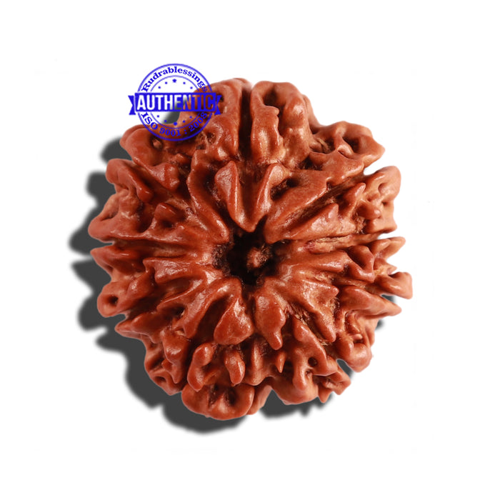 9 Mukhi Nepalese Rudraksha - Bead No. 266