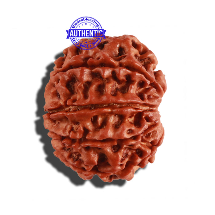 9 Mukhi Nepalese Rudraksha - Bead No. 266