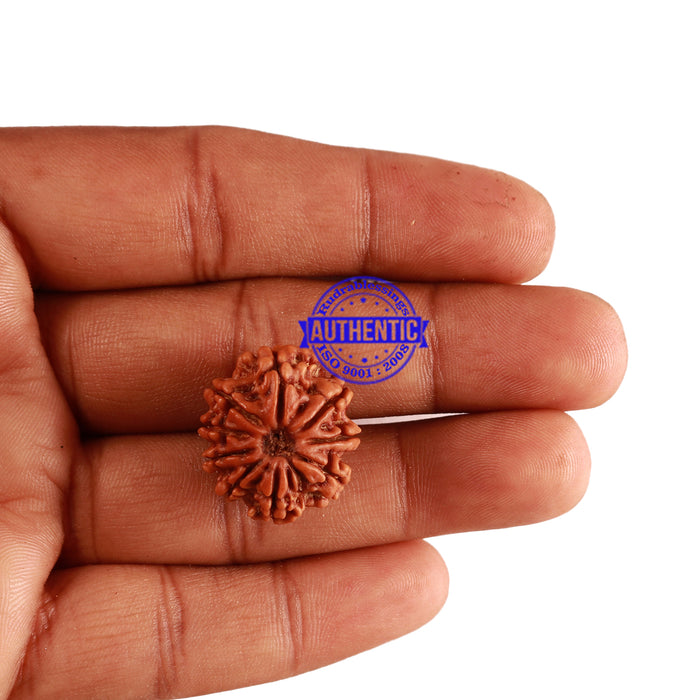 9 Mukhi Nepalese Rudraksha - Bead No. 267
