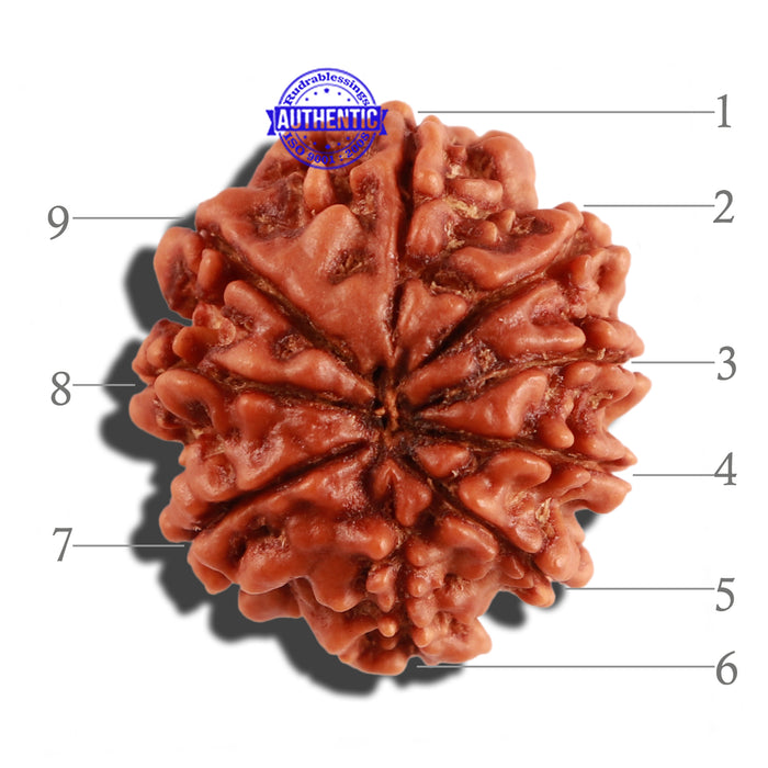 9 Mukhi Nepalese Rudraksha - Bead No. 267