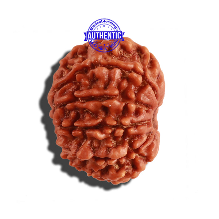 9 Mukhi Nepalese Rudraksha - Bead No. 267