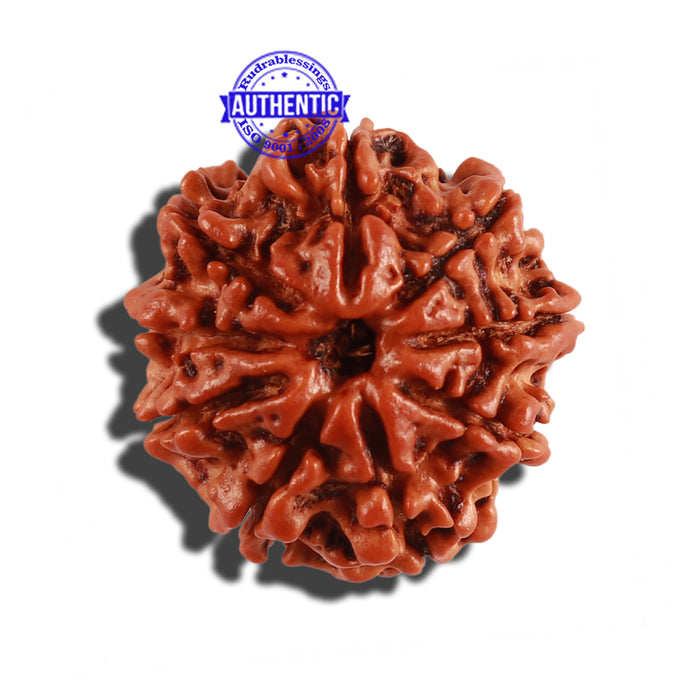9 Mukhi Nepalese Rudraksha - Bead No. 268