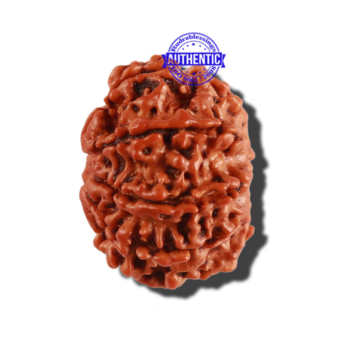 9 Mukhi Nepalese Rudraksha - Bead No. 268
