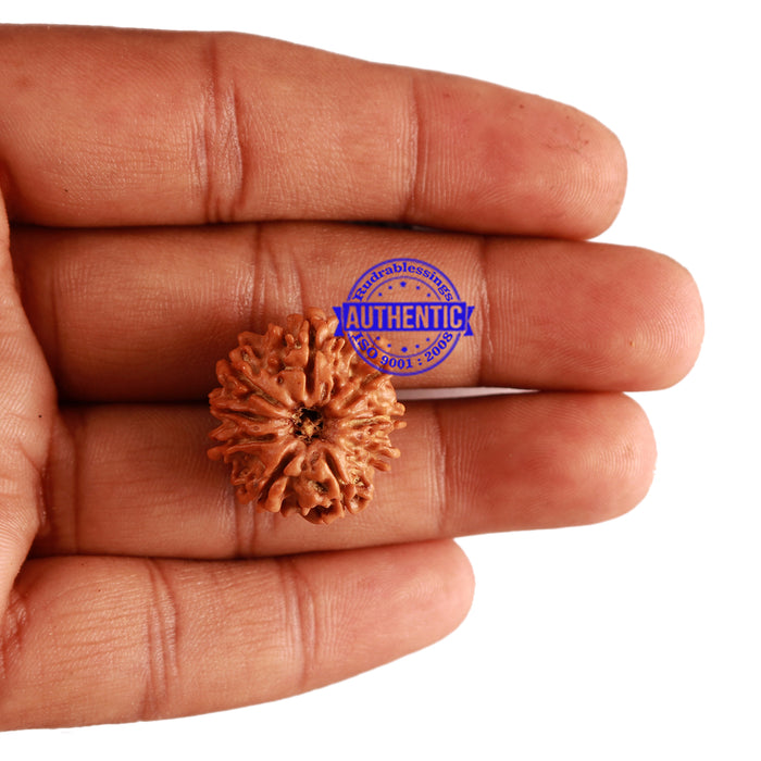 9 Mukhi Nepalese Rudraksha - Bead No. 269