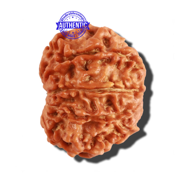9 Mukhi Nepalese Rudraksha - Bead No. 269