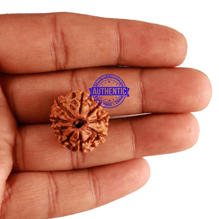 9 Mukhi Nepalese Rudraksha - Bead No. 270