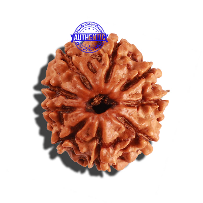 9 Mukhi Nepalese Rudraksha - Bead No. 270