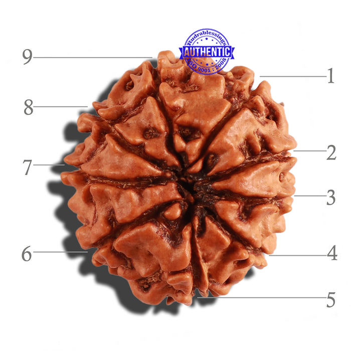 9 Mukhi Nepalese Rudraksha - Bead No. 270