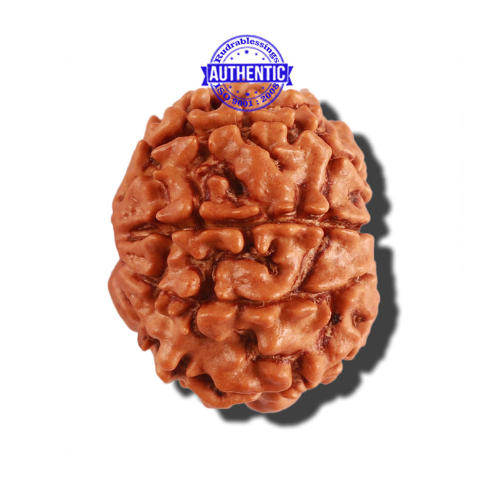 9 Mukhi Nepalese Rudraksha - Bead No. 270