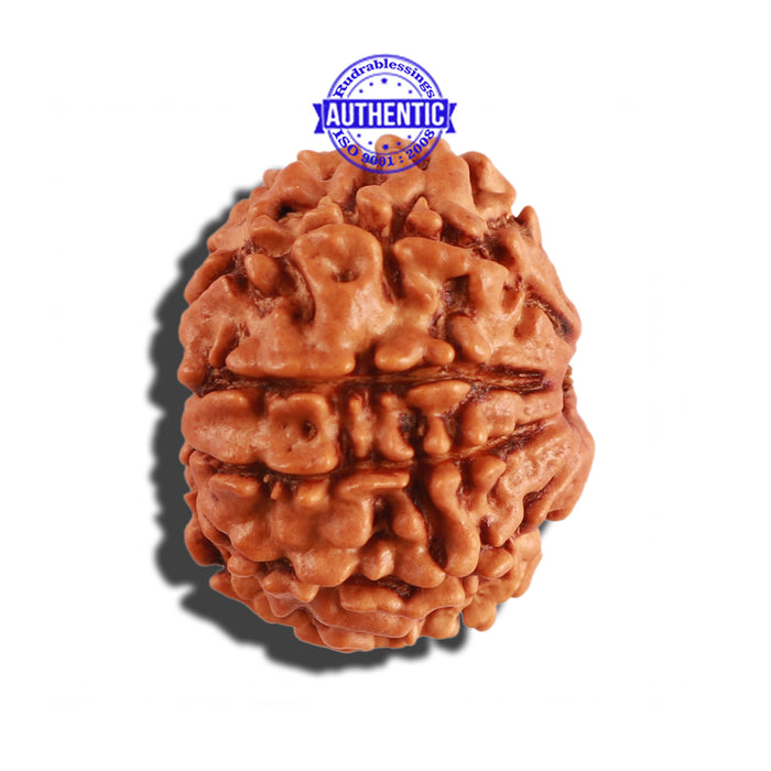 9 Mukhi Nepalese Rudraksha - Bead No. 270