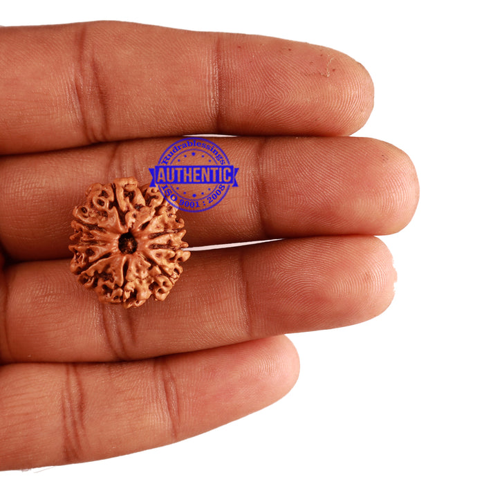 9 Mukhi Nepalese Rudraksha - Bead No. 271