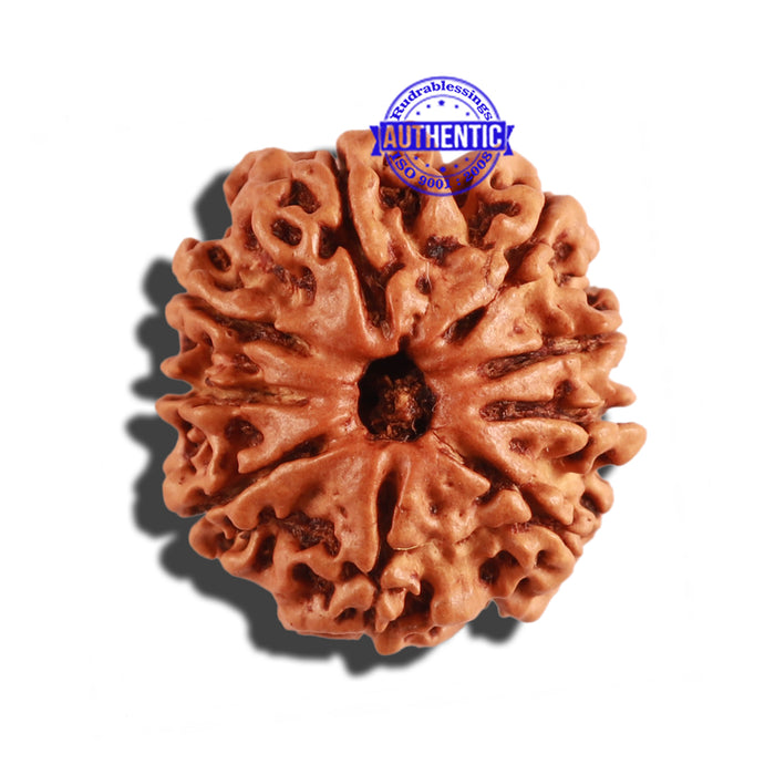 9 Mukhi Nepalese Rudraksha - Bead No. 271