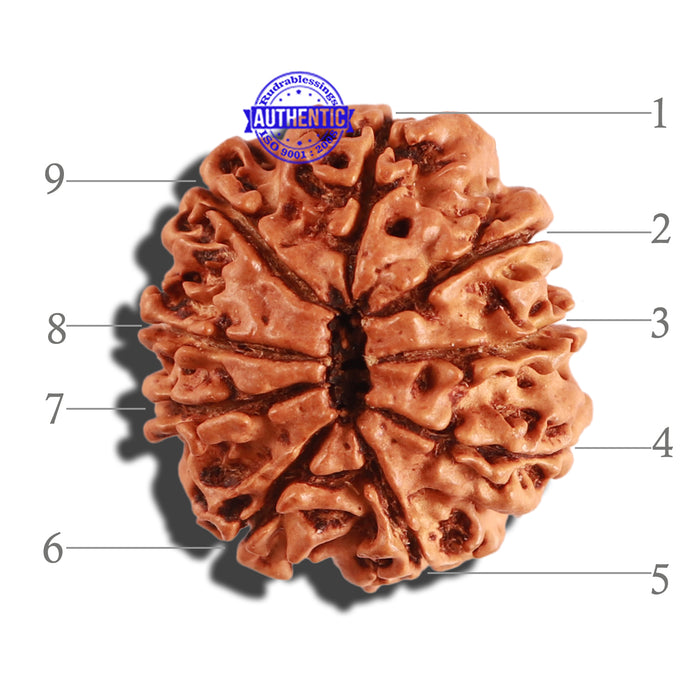 9 Mukhi Nepalese Rudraksha - Bead No. 271