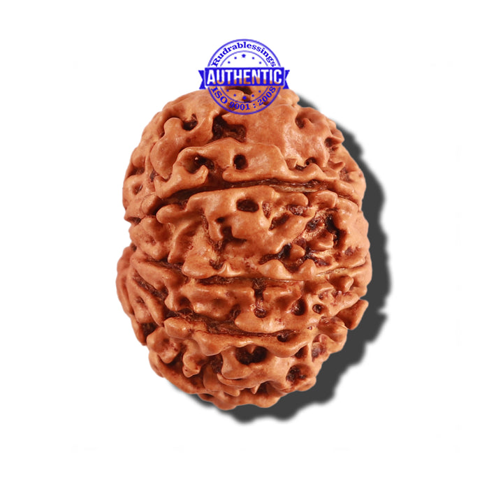 9 Mukhi Nepalese Rudraksha - Bead No. 271