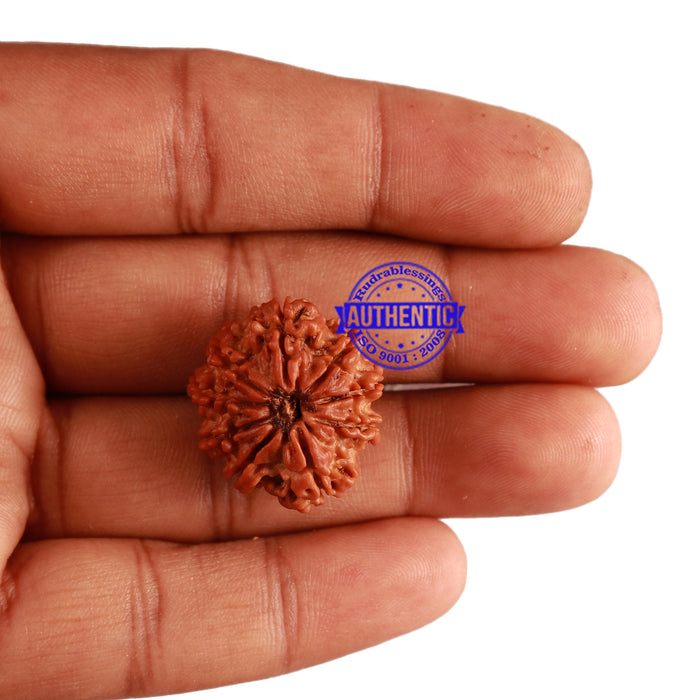 9 Mukhi Nepalese Rudraksha - Bead No. 272