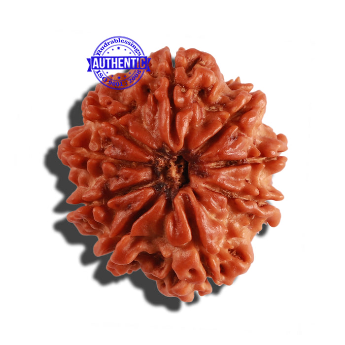 9 Mukhi Nepalese Rudraksha - Bead No. 272