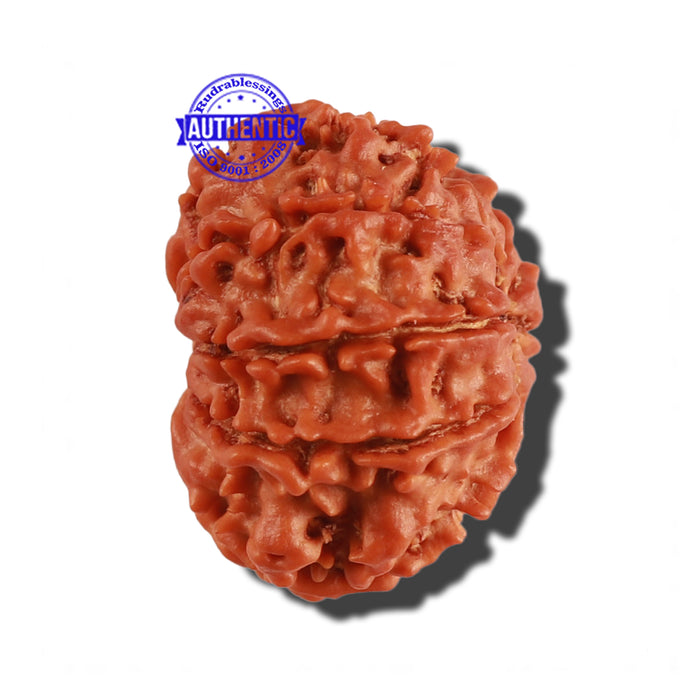 9 Mukhi Nepalese Rudraksha - Bead No. 272