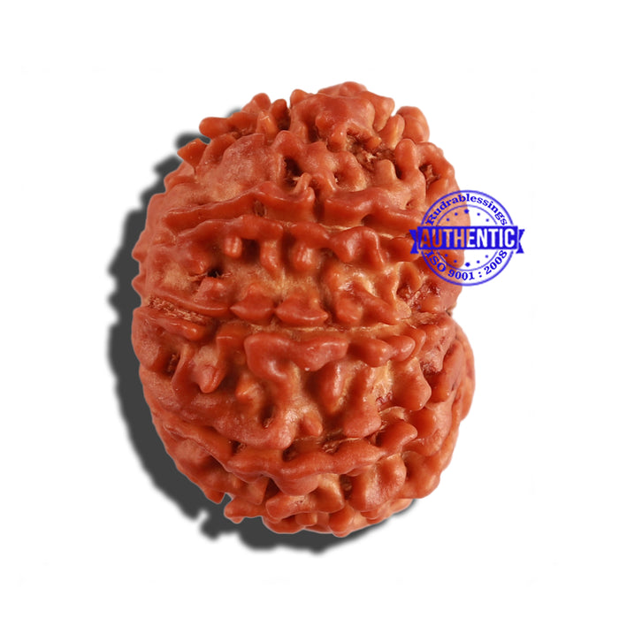 9 Mukhi Nepalese Rudraksha - Bead No. 272
