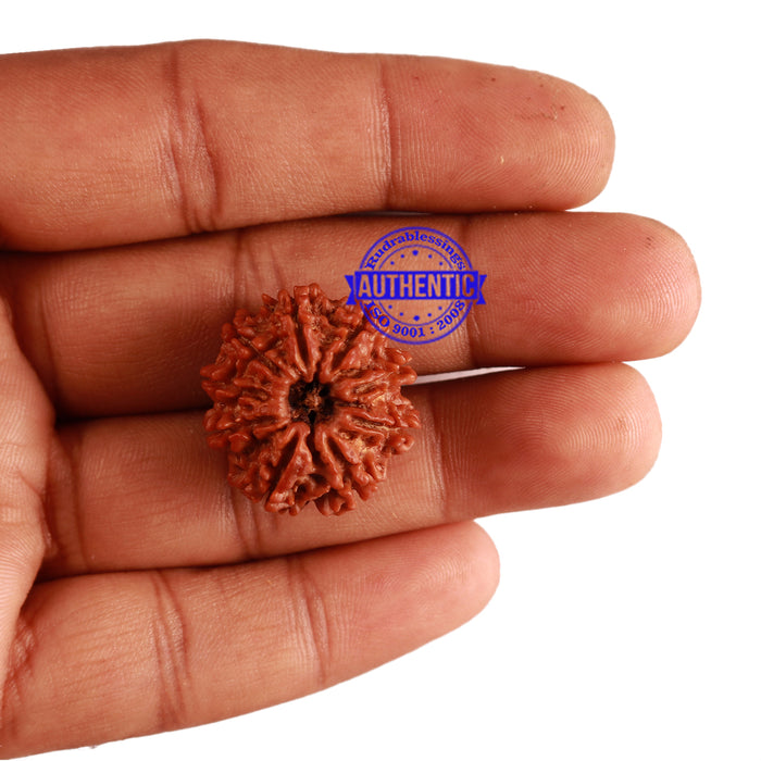 9 Mukhi Nepalese Rudraksha - Bead No. 273