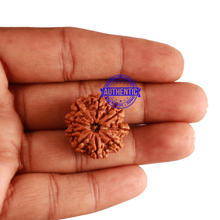 9 Mukhi Nepalese Rudraksha - Bead No. 274
