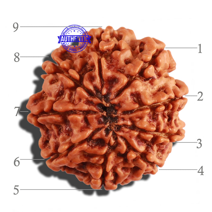 9 Mukhi Nepalese Rudraksha - Bead No. 274