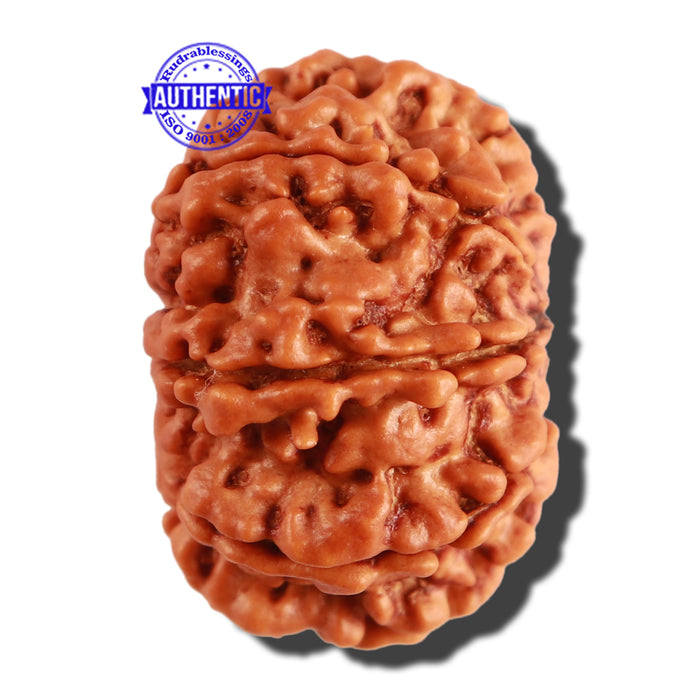 9 Mukhi Nepalese Rudraksha - Bead No. 274