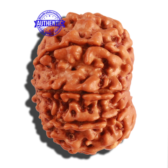 9 Mukhi Nepalese Rudraksha - Bead No. 274