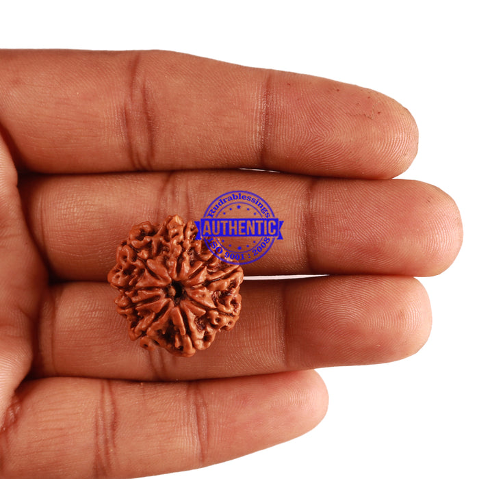 9 Mukhi Nepalese Rudraksha - Bead No. 275