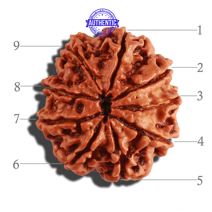 9 Mukhi Nepalese Rudraksha - Bead No. 275