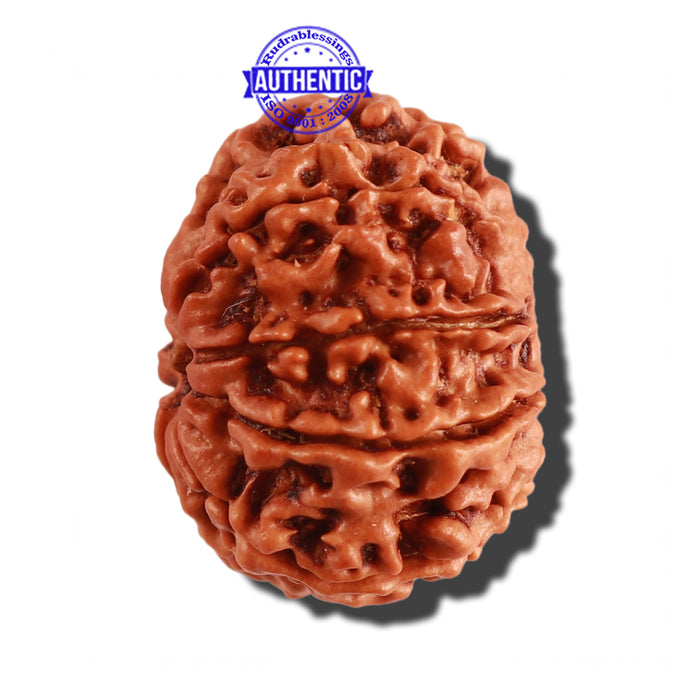 9 Mukhi Nepalese Rudraksha - Bead No. 275