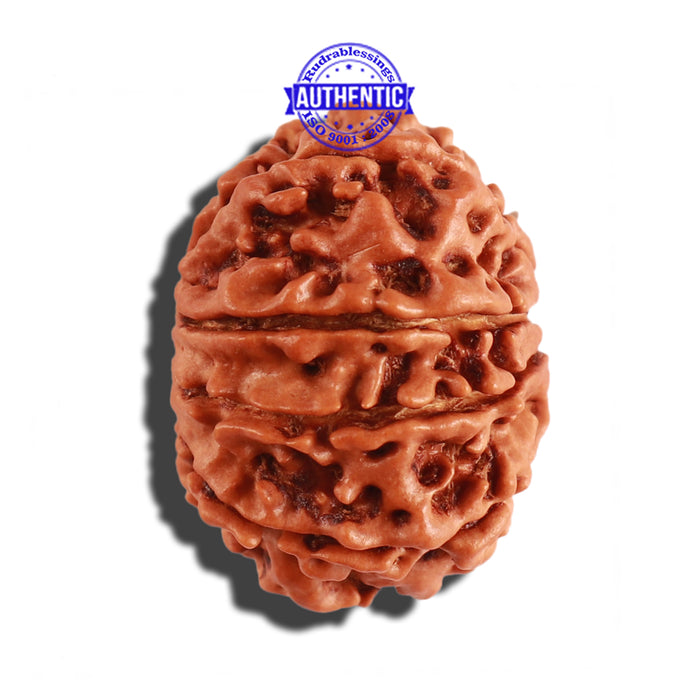 9 Mukhi Nepalese Rudraksha - Bead No. 275
