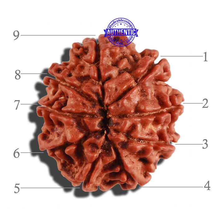 9 Mukhi Nepalese Rudraksha - Bead No. 276