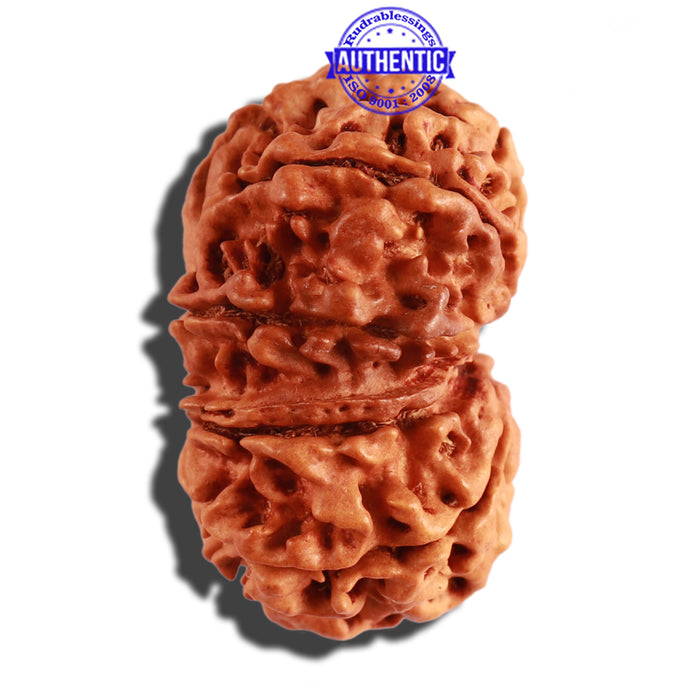 9 Mukhi Nepalese Rudraksha - Bead No. 278