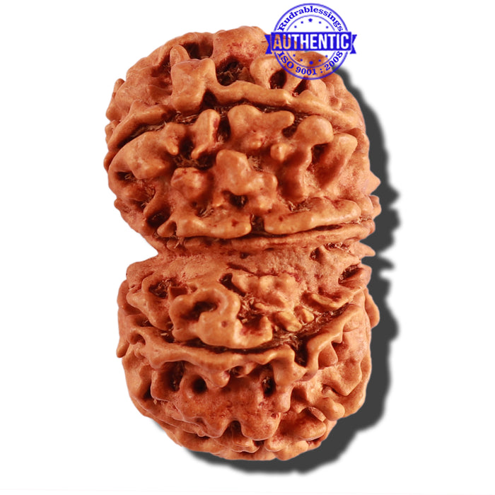 9 Mukhi Nepalese Rudraksha - Bead No. 278