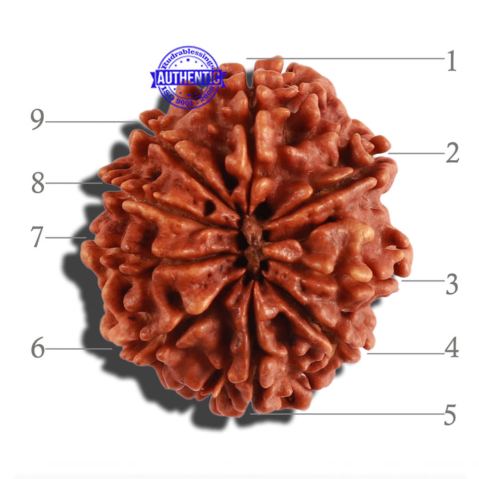 9 Mukhi Nepalese Rudraksha - Bead No. 279